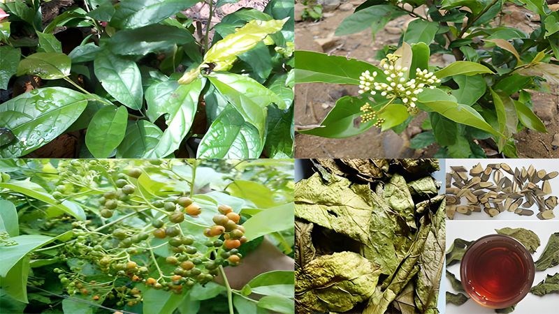 Các loại cây thảo dược tốt cho sức khỏe