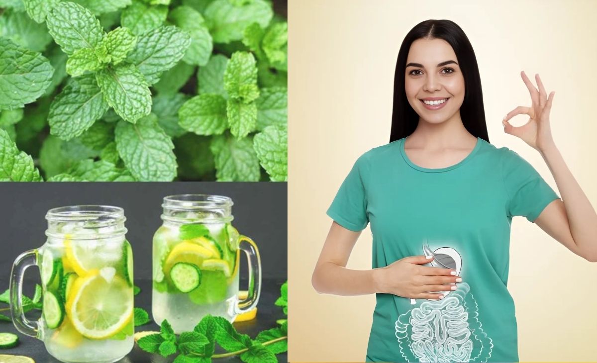 Các loại cây thảo dược tốt cho sức khỏe