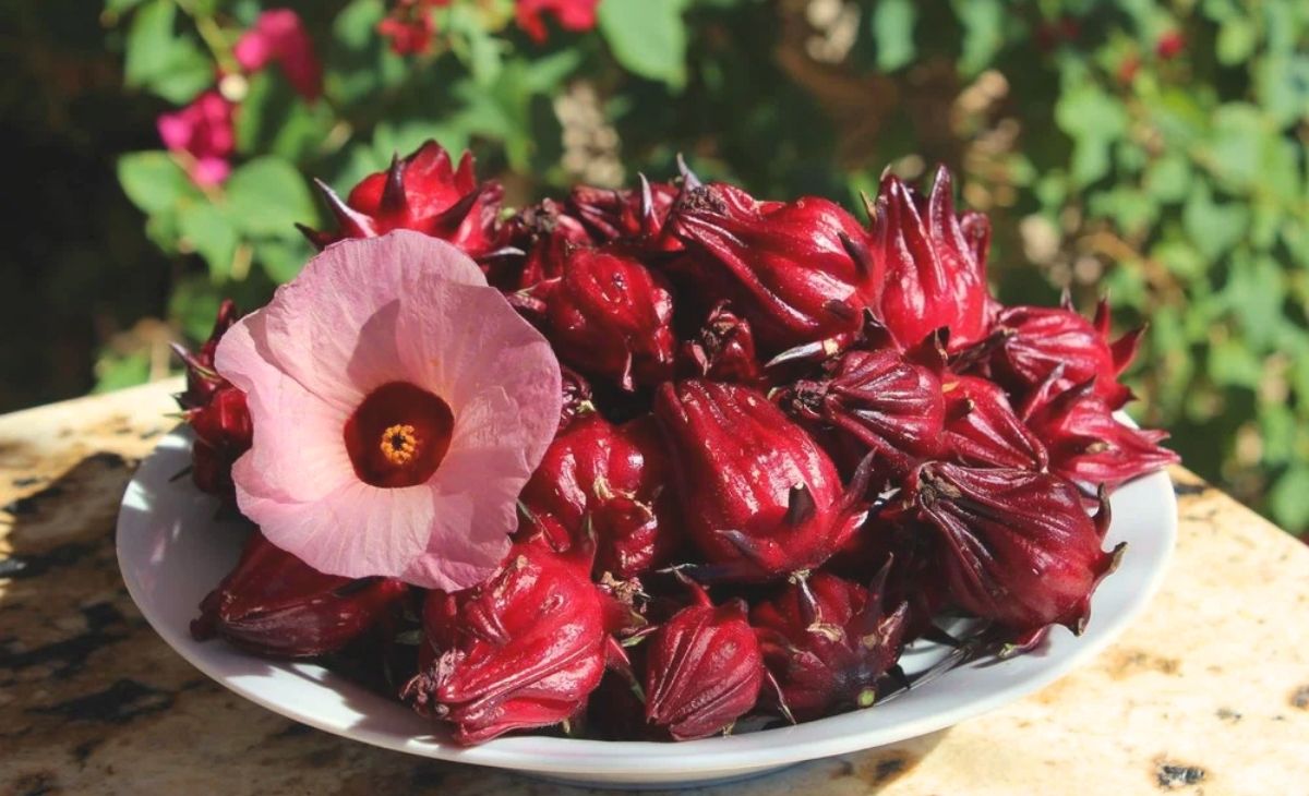 Các loại cây thảo dược tốt cho sức khỏe