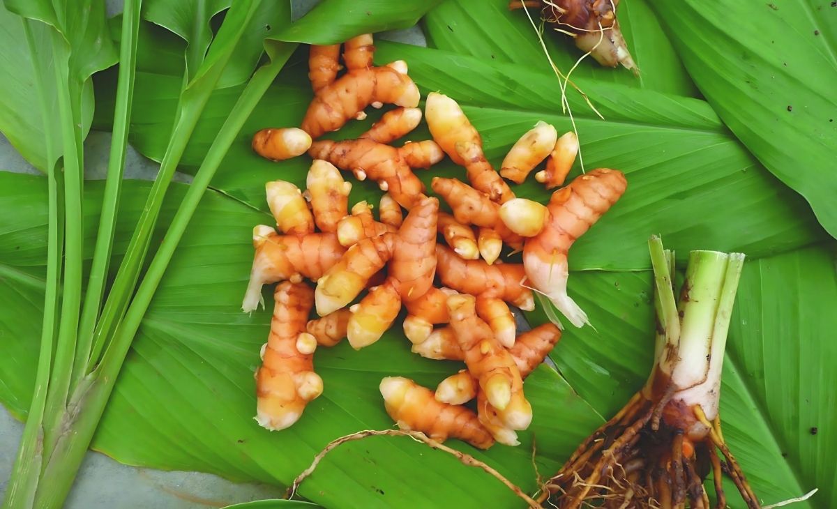 Các loại cây thảo dược tốt cho sức khỏe