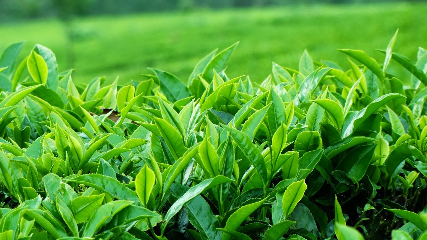 Trà Thái Nguyên là gì? Tác dụng, lưu ý khi dùng trà hiệu quả