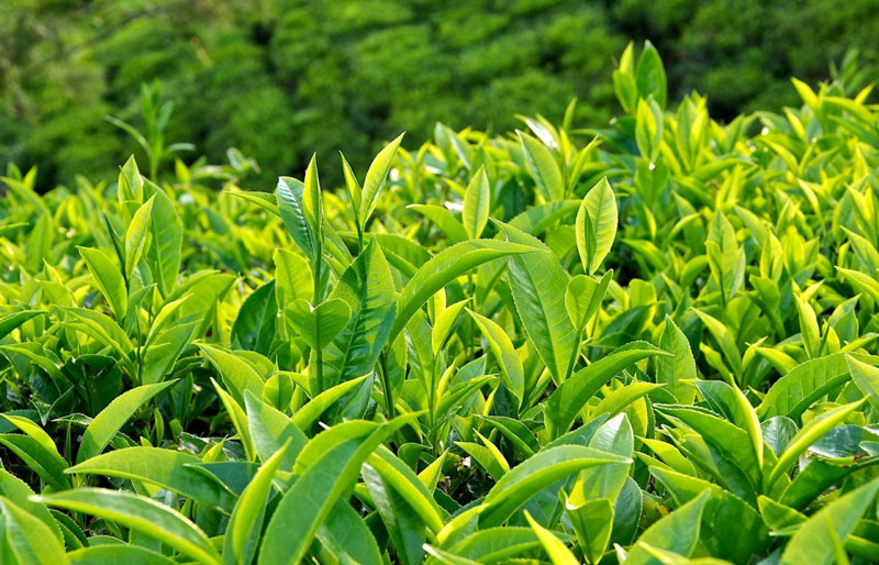 Uống trà mát gan giải độc? 13 loại trà hỗ trợ cơ thể thải độc